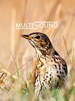 multisound